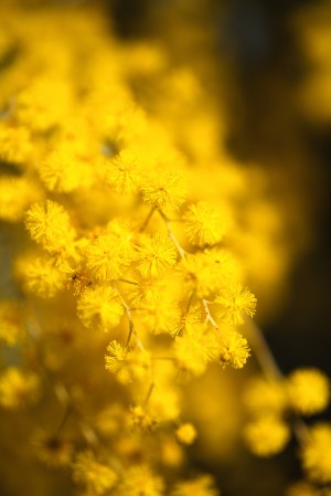 Wattle Tree Flowers